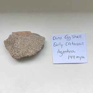 Dinosaur Egg Shell Fossil